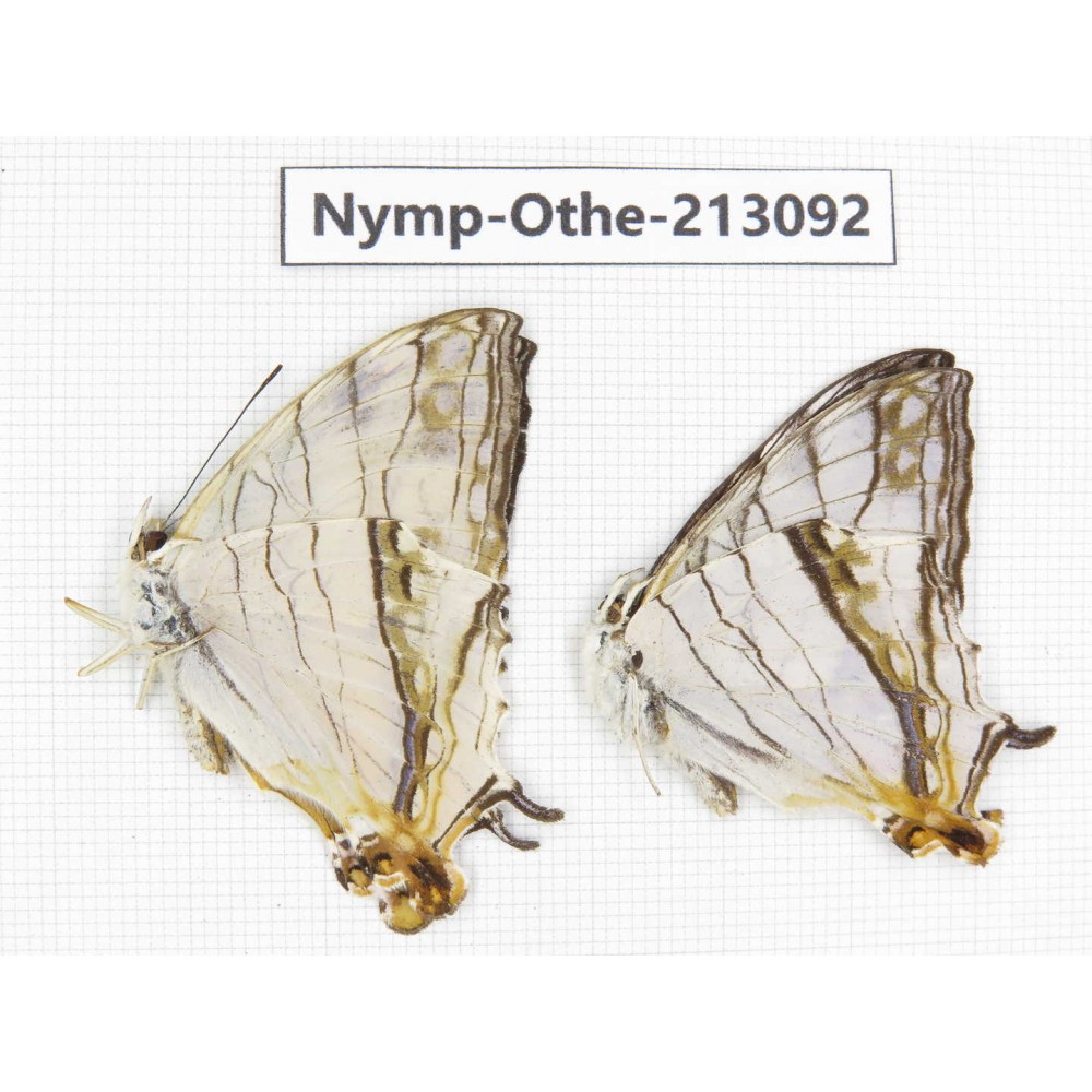 Cyrestis thyodamas ssp. China, Sichuan, Yajiang county. 2M. Nymp-Othe-213092.