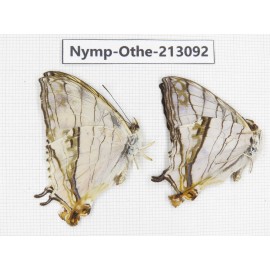 Cyrestis thyodamas ssp. China, Sichuan, Yajiang county. 2M. Nymp-Othe-213092.