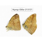 Abrota ganga. China, Sichuan, Yajiang county. 2M. Nymp-Othe-213121.