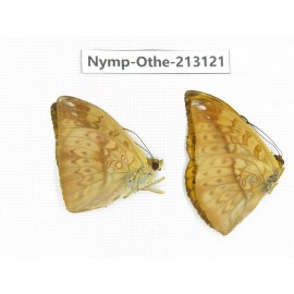 Abrota ganga. China, Sichuan, Yajiang county. 2M. Nymp-Othe-213121.