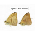 Abrota ganga. China, Sichuan, Yajiang county. 2M. Nymp-Othe-213122.