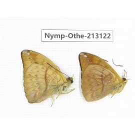 Abrota ganga. China, Sichuan, Yajiang county. 2M. Nymp-Othe-213122.