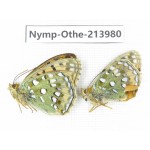 Speyeria aglaja ssp. China, Tibet, Ali, Pulan county, Mt.Namunani. 2M. Nymp-Othe-213980.