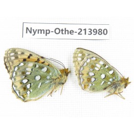 Speyeria aglaja ssp. China, Tibet, Ali, Pulan county, Mt.Namunani. 2M. Nymp-Othe-213980.