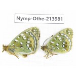 Speyeria aglaja ssp. China, Tibet, Ali, Pulan county, Mt.Namunani. 2M. Nymp-Othe-213981.