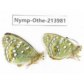 Speyeria aglaja ssp. China, Tibet, Ali, Pulan county, Mt.Namunani. 2M. Nymp-Othe-213981.