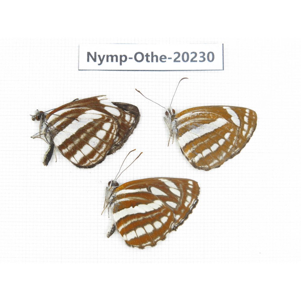 Neptis sappho ssp & Neptis hylas ssp. China, Tibet, Chayu, Chawalong, NW of Mt. Nushan(Yunnan border). 3M. Nymp-Othe-20230.