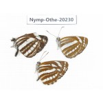 Neptis sappho ssp & Neptis hylas ssp. China, Tibet, Chayu, Chawalong, NW of Mt. Nushan(Yunnan border). 3M. Nymp-Othe-20230.