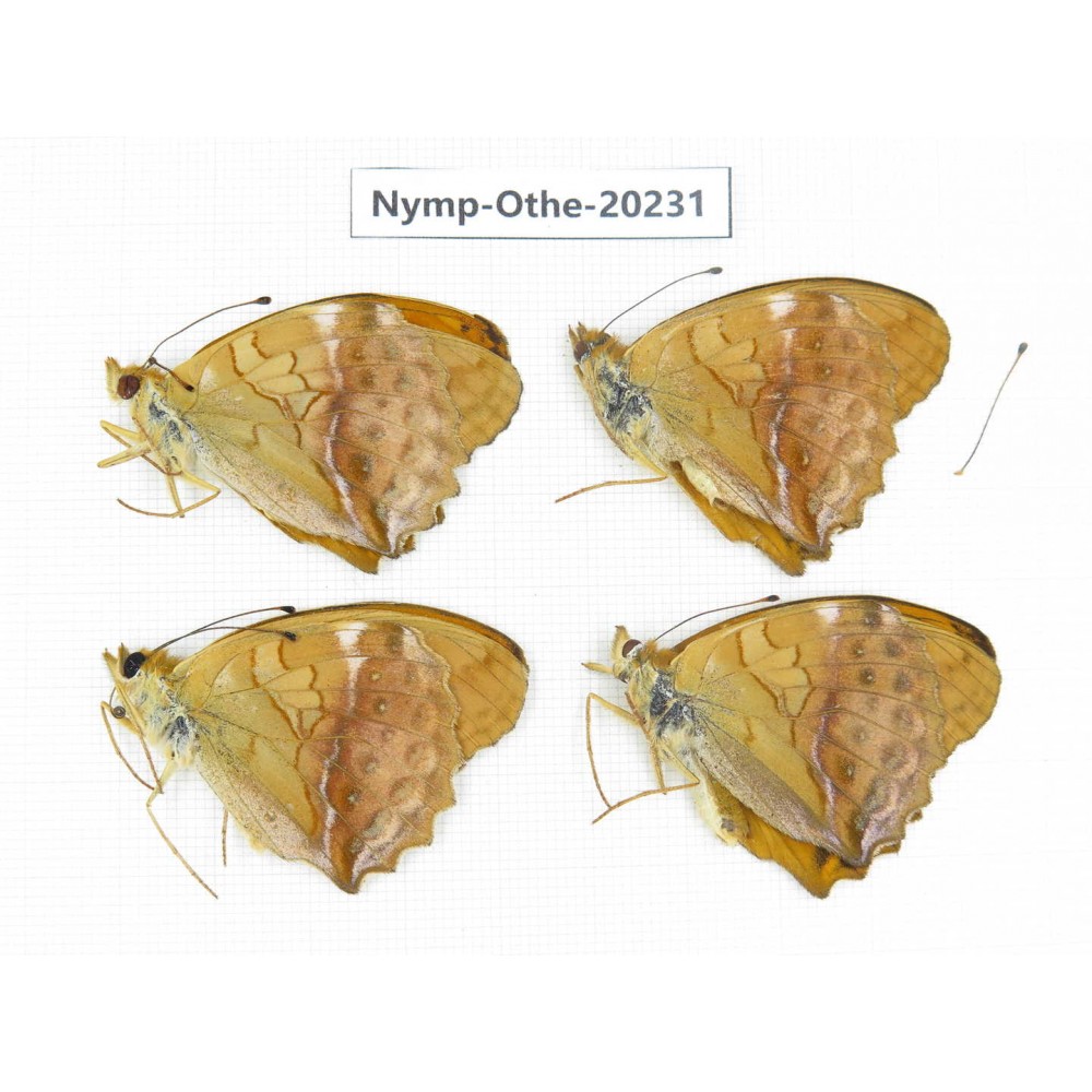 Argyronome ruslana ssp. China, Tibet, Chayu, Chawalong, NW of Mt. Nushan(Yunnan border). 4M. Nymp-Othe-20231.