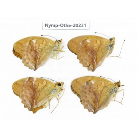 Argyronome ruslana ssp. China, Tibet, Chayu, Chawalong, NW of Mt. Nushan(Yunnan border). 4M. Nymp-Othe-20231.