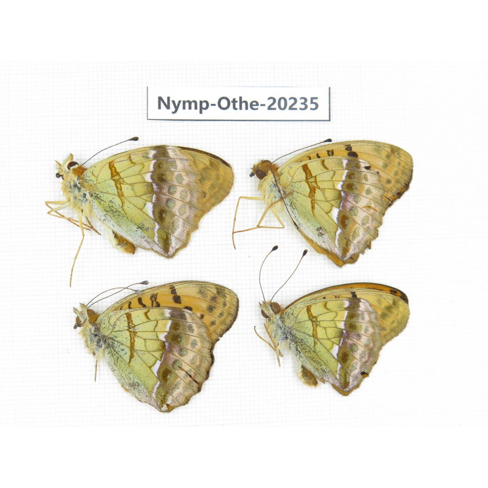 Argyronome laodice ssp. China, Tibet, Chayu, Chawalong, NW of Mt. Nushan(Yunnan border). 4M. Nymp-Othe-20235.