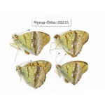 Argyronome laodice ssp. China, Tibet, Chayu, Chawalong, NW of Mt. Nushan(Yunnan border). 4M. Nymp-Othe-20235.