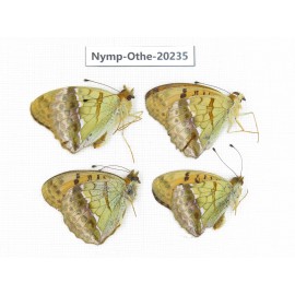 Argyronome laodice ssp. China, Tibet, Chayu, Chawalong, NW of Mt. Nushan(Yunnan border). 4M. Nymp-Othe-20235.