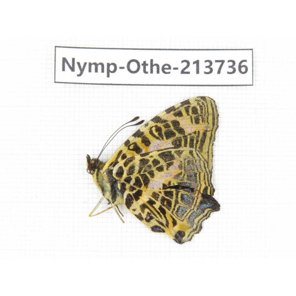 Symbrenthia niphanda. China, Tibet, Linzhi, Bomi county. 1M. Nymp-Othe-213736.