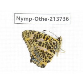 Symbrenthia niphanda. China, Tibet, Linzhi, Bomi county. 1M. Nymp-Othe-213736.
