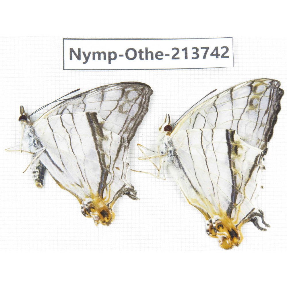 Cyrestis thyodamas ssp. China, Tibet, Linzhi, Bomi county. 2M. Nymp-Othe-213742.