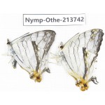 Cyrestis thyodamas ssp. China, Tibet, Linzhi, Bomi county. 2M. Nymp-Othe-213742.