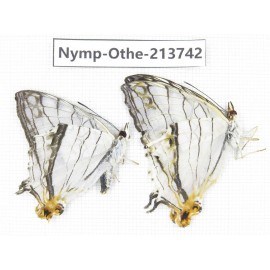 Cyrestis thyodamas ssp. China, Tibet, Linzhi, Bomi county. 2M. Nymp-Othe-213742.