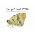 Argyronome laodice ssp. China, Tibet, Linzhi, Bomi county. 1M. Nymp-Othe-213746.