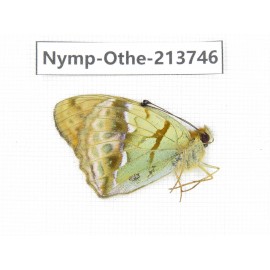 Argyronome laodice ssp. China, Tibet, Linzhi, Bomi county. 1M. Nymp-Othe-213746.