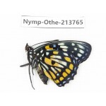 Sephisa chandra. China, Tibet, Linzhi, Bomi county. 1M. Nymp-Othe-213765.