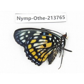 Sephisa chandra. China, Tibet, Linzhi, Bomi county. 1M. Nymp-Othe-213765.