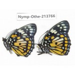 Sephisa chandra. China, Tibet, Linzhi, Bomi county. 2M. Nymp-Othe-213766.