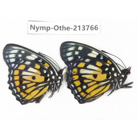 Sephisa chandra. China, Tibet, Linzhi, Bomi county. 2M. Nymp-Othe-213766.