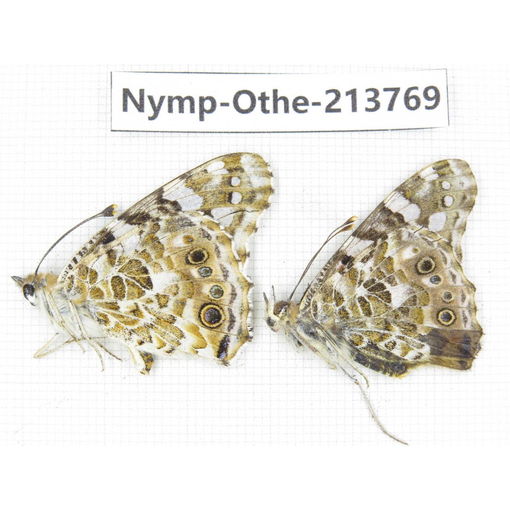 Vanessa cardui ssp. China, Tibet, Linzhi, Bomi county. 1P. Nymp-Othe-213769.