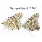 Vanessa cardui ssp. China, Tibet, Linzhi, Bomi county. 1P. Nymp-Othe-213769.