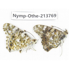 Vanessa cardui ssp. China, Tibet, Linzhi, Bomi county. 1P. Nymp-Othe-213769.