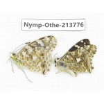 Vanessa cardui ssp. China, Tibet, Linzhi, Bomi county. 1P. Nymp-Othe-213776.