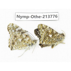 Vanessa cardui ssp. China, Tibet, Linzhi, Bomi county. 1P. Nymp-Othe-213776.