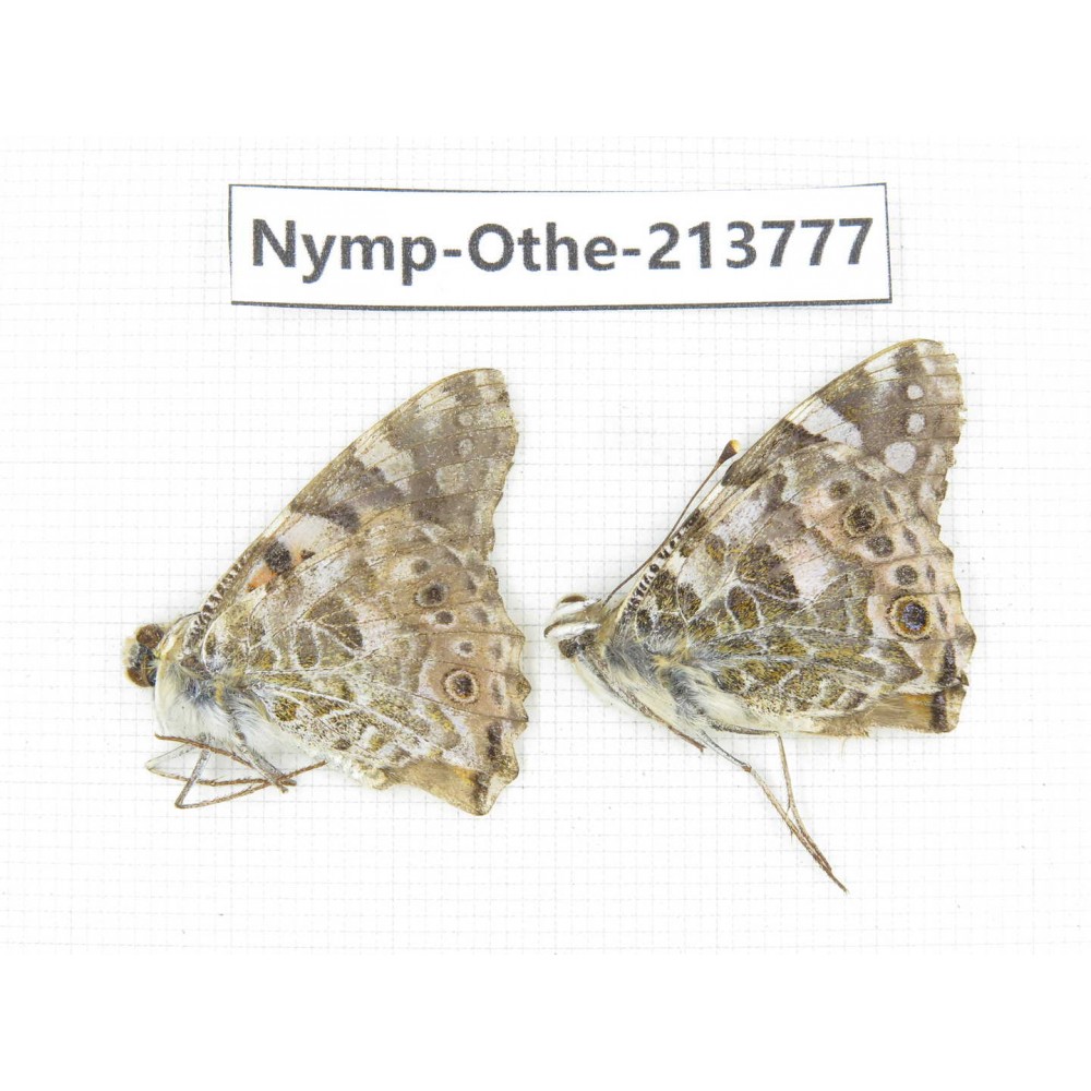 Vanessa cardui ssp. China, Tibet, Linzhi, Bomi county. 2F. Nymp-Othe-213777.