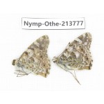 Vanessa cardui ssp. China, Tibet, Linzhi, Bomi county. 2F. Nymp-Othe-213777.