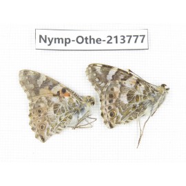 Vanessa cardui ssp. China, Tibet, Linzhi, Bomi county. 2F. Nymp-Othe-213777.
