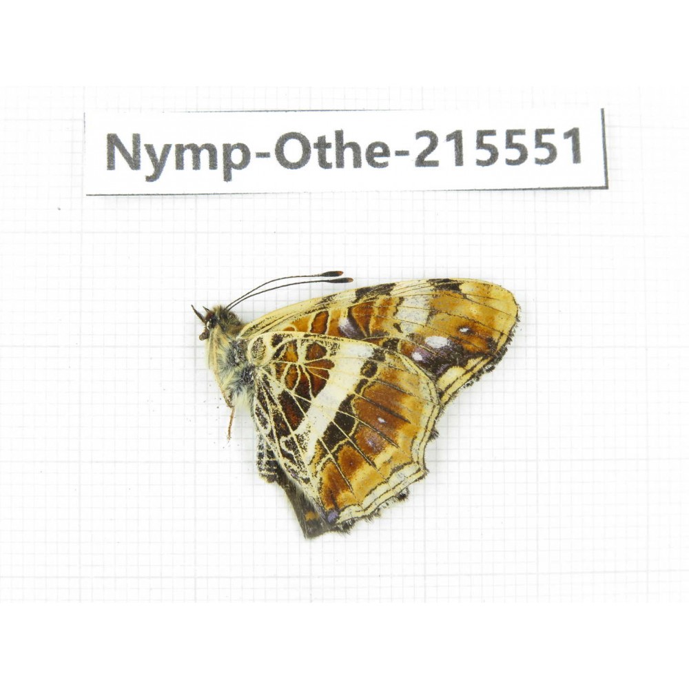 Araschnia doris ssp. China, Tibet, Linzhi, Milin county. 1M. Nymp-Othe-215551.