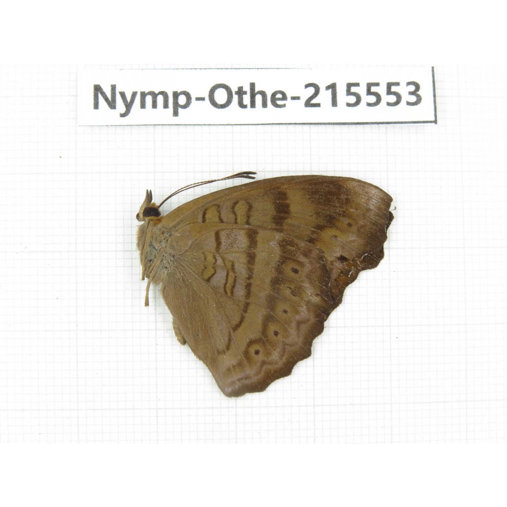 Pseudergolis wedah. China, Tibet, Linzhi, Milin county. 1M. Nymp-Othe-215553.