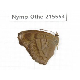 Pseudergolis wedah. China, Tibet, Linzhi, Milin county. 1M. Nymp-Othe-215553.