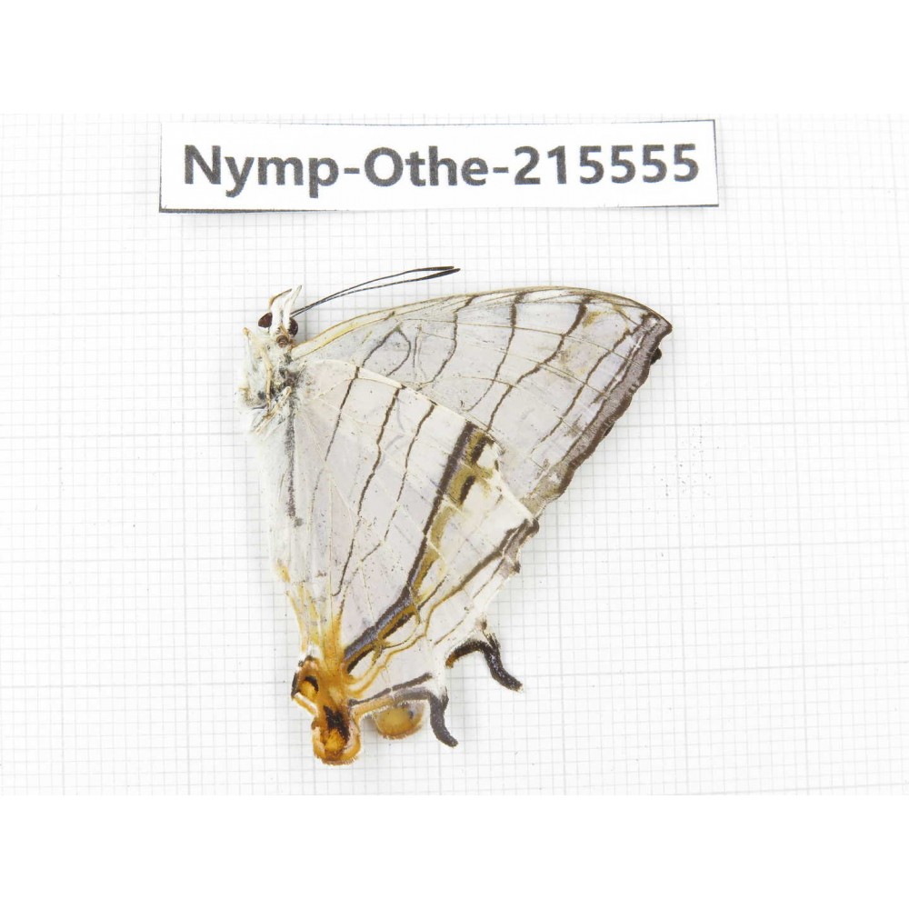 Cyrestis thyodamas ssp. China, Tibet, Linzhi, Milin county. 1M. Nymp-Othe-215555.