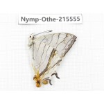 Cyrestis thyodamas ssp. China, Tibet, Linzhi, Milin county. 1M. Nymp-Othe-215555.
