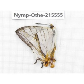 Cyrestis thyodamas ssp. China, Tibet, Linzhi, Milin county. 1M. Nymp-Othe-215555.