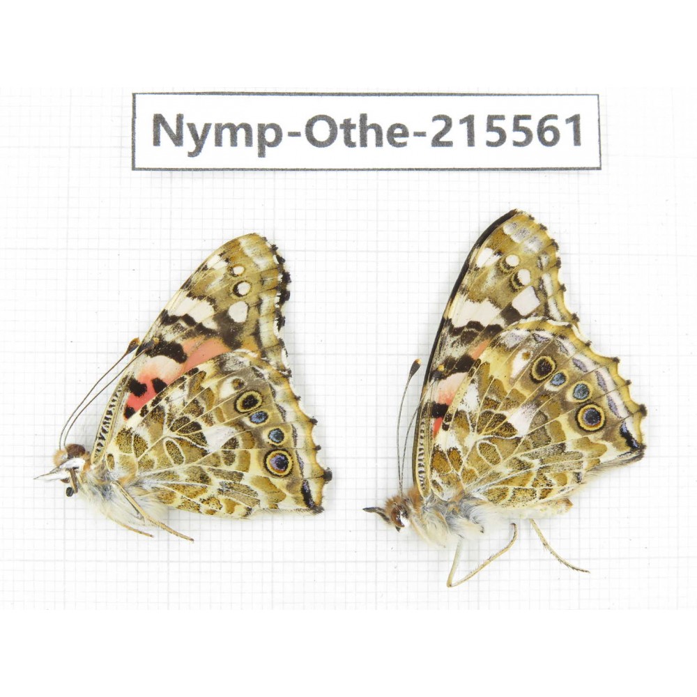 Vanessa cardui. China, Tibet, Linzhi, Milin county. 1P. Nymp-Othe-215561.