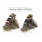 Vanessa indica ssp. China, Tibet, Linzhi, Milin county. 2M. Nymp-Othe-215565.