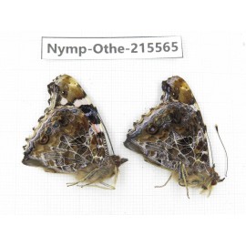 Vanessa indica ssp. China, Tibet, Linzhi, Milin county. 2M. Nymp-Othe-215565.
