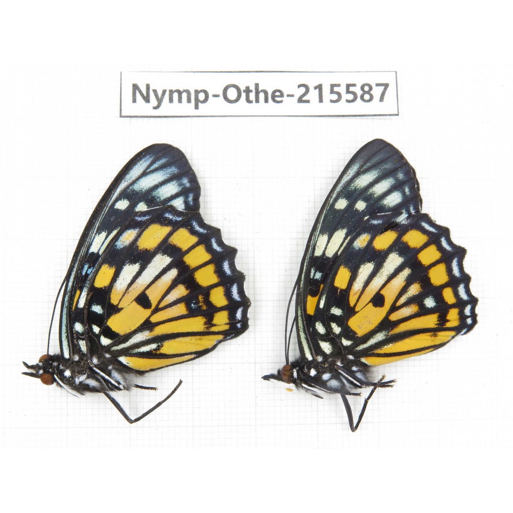 Sephisa chandra. China, Tibet, Linzhi, Milin county. 2M. Nymp-Othe-215587.