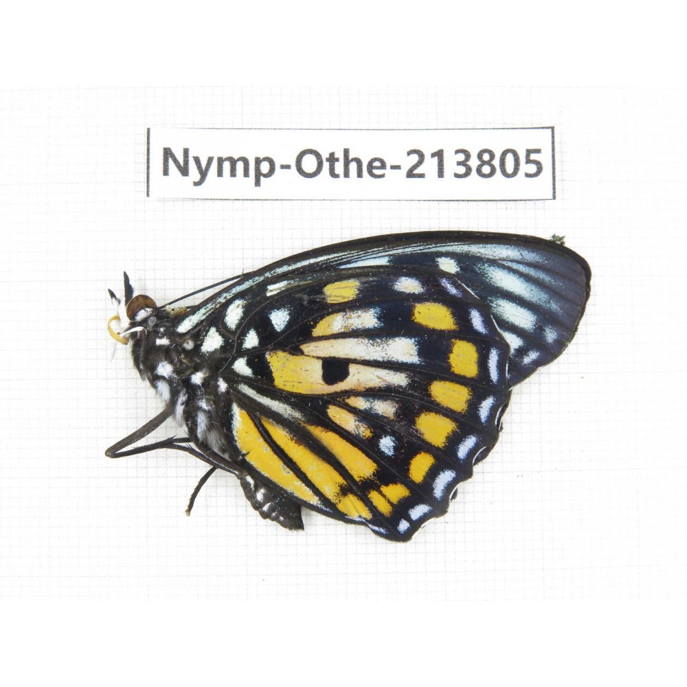 Sephisa chandra. China, Tibet, Motuo county, Beibeng. 1M. Nymp-Othe-213805.