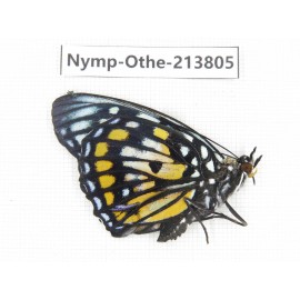 Sephisa chandra. China, Tibet, Motuo county, Beibeng. 1M. Nymp-Othe-213805.