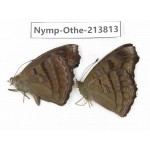 Pseudergolis wedah. China, Tibet, Motuo county, Beibeng. 2M. Nymp-Othe-213813.