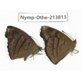 Pseudergolis wedah. China, Tibet, Motuo county, Beibeng. 2M. Nymp-Othe-213813.